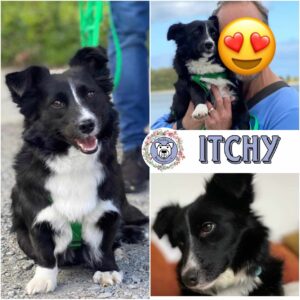 Itchy in 21521 Aumühle - vermittelt