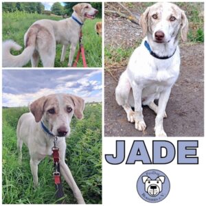 JADE in 99636 Ostramondra - vermittelt