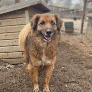 JODY (♀) - vermisst 11/24