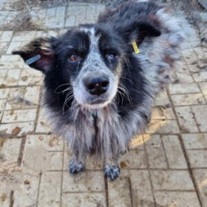 KARLO - ausgereist zum TST Rösrath