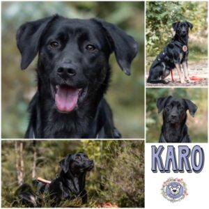 Karo in 91091 Grossenseebach - vermittelt