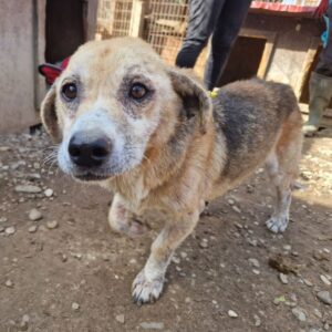 KAROLA - schüchterne Oma mit starken Hautproblemen und evtl. Mammatumoren - auf PDR Gnadenplatzstelle