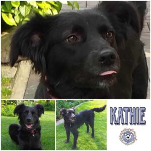 Kathie in 26817 Rhauderfehn *vermittelt*