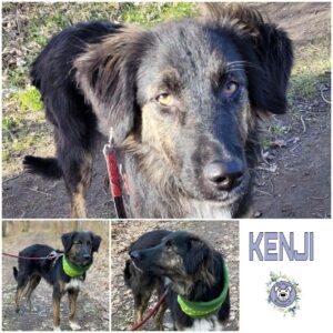 Kenji in 18311 Ribnitz Damgarten - vermittelt