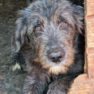 KIRBY - auf PDR PS im PLZ Bezirk 18 - vermittelt