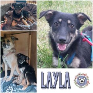 Layla in 96052 Bamberg - vermittelt