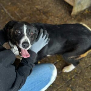 LIDO - ausgereist zu Arche Noah