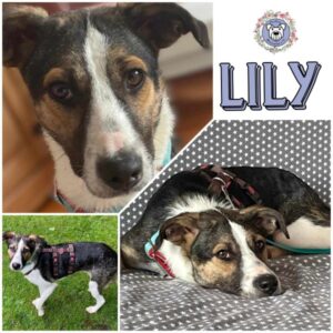 Lily in 24960 Munkbrarup/b. Flensburg *vermittelt*