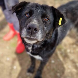 LORENZ - reserviert TST Rösrath 16.10 - RBB 10/23