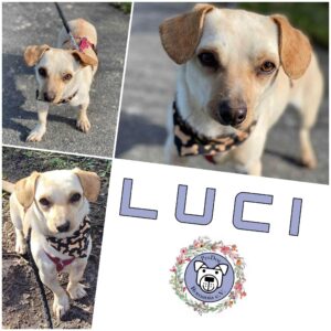 Luci in 18311 Ribnitz Damgarten *vermittelt*