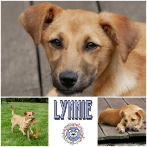 Lynnie in 21493 Möhnsen *vermittelt*