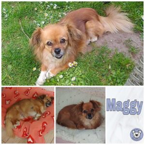 Maggy in 18311 Ribnitz Damgarten - vermittelt