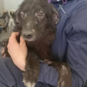 MAYLI - starke Hautprobleme! - reserviert Tierhilfe Lebenswert DR - vermittelt