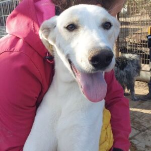 MELCHIOR - ausgereist zum TST Rösrath