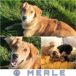 MERLE in 63477 Maintal *vermittelt*