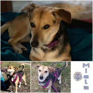 Miela in 82223 Eichenau *vermittelt*