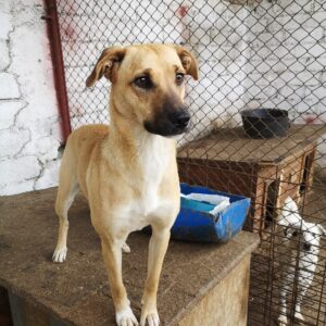 RUNI - Mobbingopfer - vermittelt Alexandra