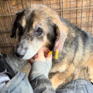 MOSES (♂) - starke Hautprobleme - kleiner Opa baut ab, sollte dringend raus - ausgereist zum TH Tuttlingen