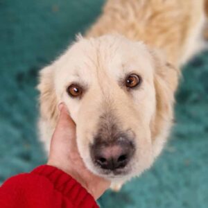 NALEA (= MARLENCHEN)