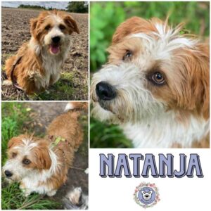 NATANJA in 18311 Ribnitz Damgarten - vermittelt