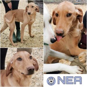 NEA in 99427 Weimar *vermittelt*