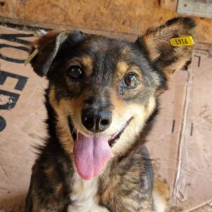 NELLIE - zu dünn - reserviert für Tierhilfe Lebenswert DR - vermittelt