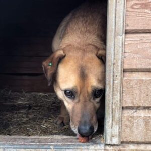 NESTOR (♂) - vermisst 11/24