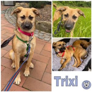 Trixi in 33775 Versmold - vermittelt