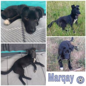 Marqay in 54290 Trier - vermittelt