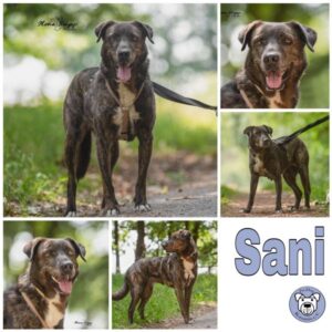 Sani in 34281 Gudensberg- vermittelt