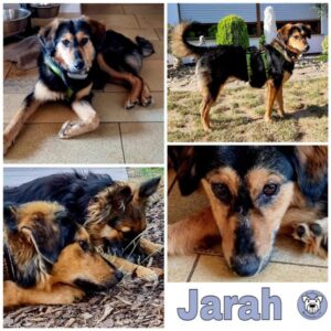 Jarah in 74357 Bönnigheim - vermittelt