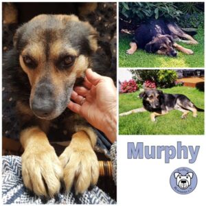 Murphy in 31157 Sarstedt - vermittelt
