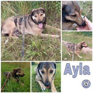 Ayla in 18311 Ribnitz Damgarten