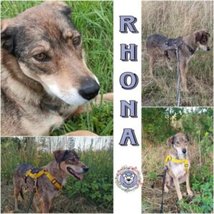 Rhona in 18311 Ribnitz Damgarten *vermittelt*