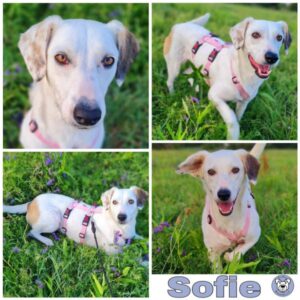 Sofie (♀) in 64846 Groß-Zimmern - vermittelt