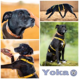 Yoka in 34474 Diemelstadt - vermittelt