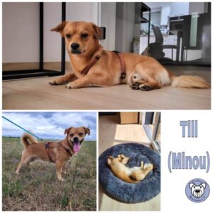 Till (Minou) in 66773 Schwalbach/Saarland - vermittelt