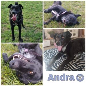 Andra in 56637 Plaidt