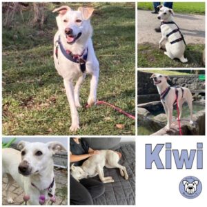 KIWI in 35469 Allendorf - vermittelt