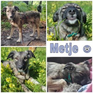 Metje in 45711 Datteln - vermittelt