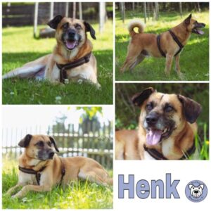 Henk in 38875 Elbingerode im Harz - vermittelt