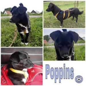 Poppins in 76829 Landau - vermittelt