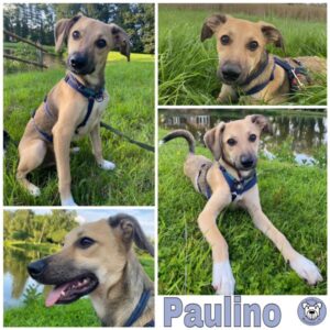 Paulino 33775 Versmold - vermittelt