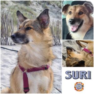 Suri in 70597 Stuttgart - vermittelt