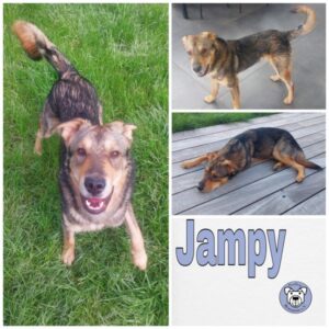 Jampy in 54290 Trier