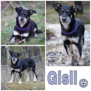 Gisli (♂) in 56305 Döttesfeld