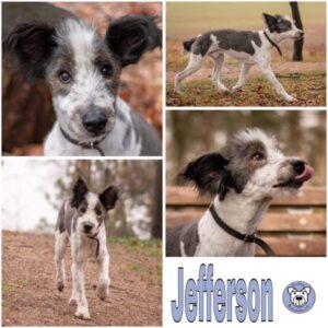 Jefferson (♂) in 21435 Stelle - vermittelt