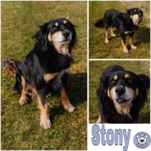 STONY (♂) in 99636 Ostramondra - RBB 03/2025