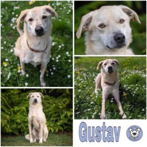 Gustav in 39624 Sallenthin