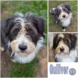 Gulliver (♂) in 39624 Sallenthin